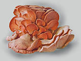 Міцеля (грибниця) ВЕШЕНКИ РОЗОВИЙ (РОЗОВИЙ ФЛАМІНГО) матковий зерновий біологічно висушений, фото 2