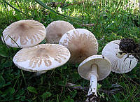 Мицелий Гриба-зонтика белого (Зонтика полевого) (сухой 100гр)