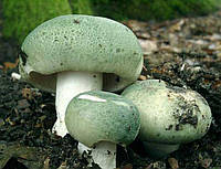 Міцелій Сироїжки зеленої, Russula virescens (живий 300гр)