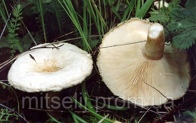 Міцеля (грибниця) ВОЛНУШКИ БІЛИЙ матковий зерновий біологічно висушений