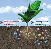 Комплексні добрива