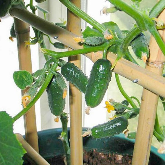 Выращивание огурцов на подоконнике🥒Посадка, уход, рекомендации