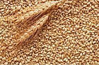 Пшениця , 1 кг, фото 2