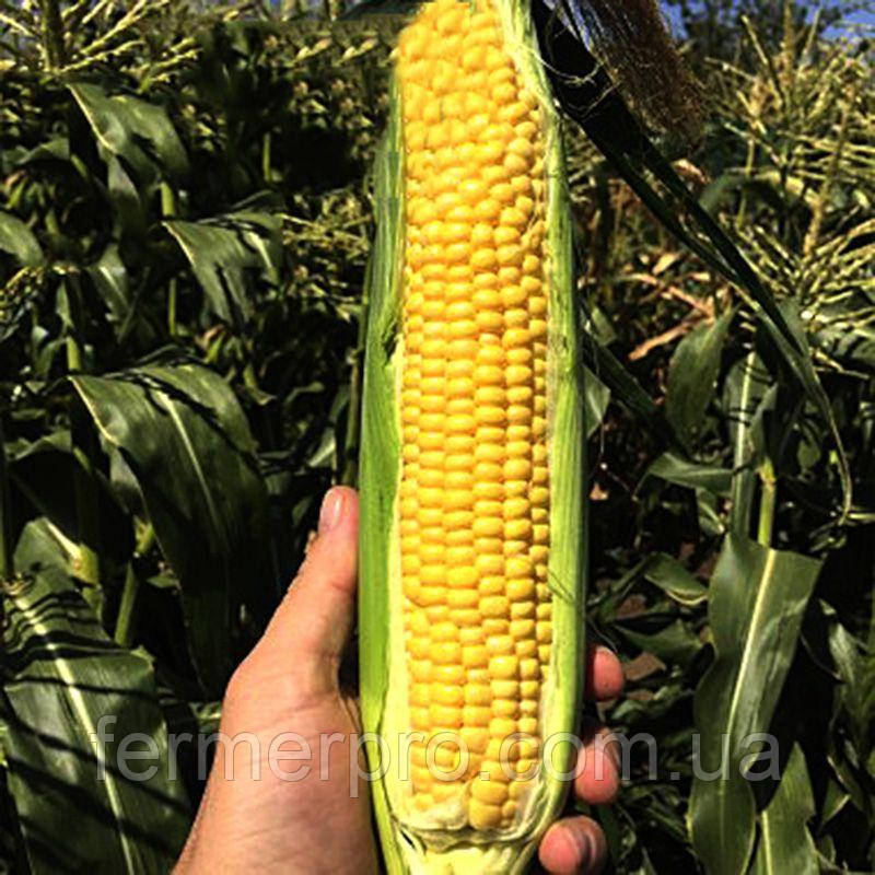 Насіння кукурудзи SV 1446 SD F1, 5000 насіння Seminis, фото 1