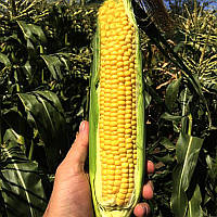 Насіння кукурудзи SV 1446 SD F1, 5000 насіння Seminis
