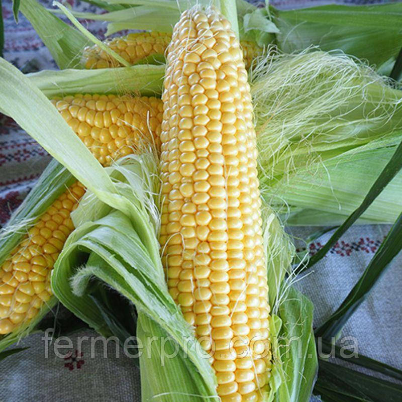 Семена кукурузы Мессенджер F1 5000 семян Seminis - фото 3 - id-p1557051765