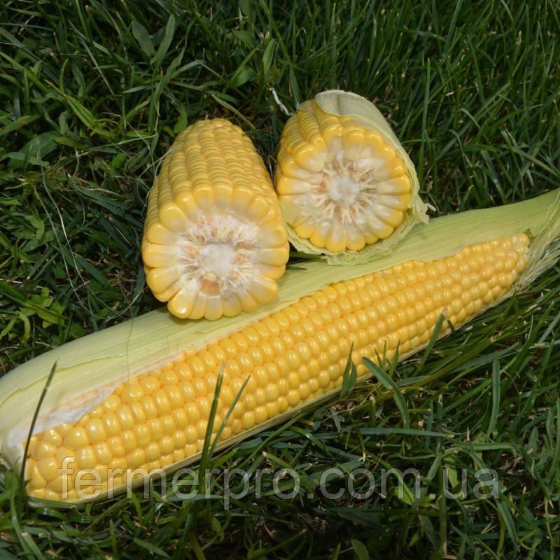 Семена кукурузы Мессенджер F1 5000 семян Seminis - фото 1 - id-p1557051765
