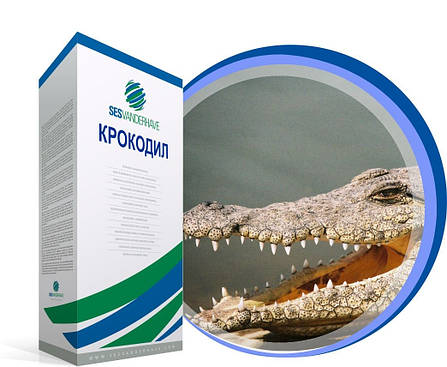 Насіння цукрових буряків Крокодил 1 кг, високоурожайний гібрид цукровий буряк, фото 3