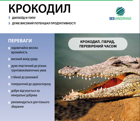 Насіння цукрових буряків Крокодил 1 кг, високоурожайний гібрид цукровий буряк, фото 1