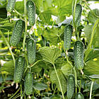 Насіння огірка Арктика F1 Коуел 50 шт, фото 2