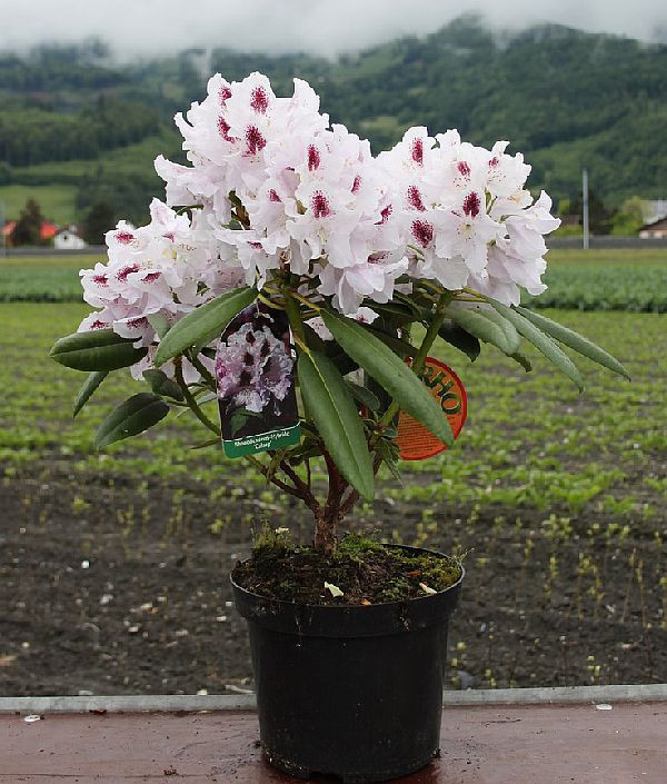 Рододендрон  Calsap 