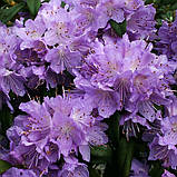 Рододендрон Blue Tit Magor горщик P9 , фото 2