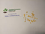 Перець Хабанеро жовтий насіння 0,25 гр. (прибл 50 шт) (Habanero yellow) гострий до 350.000 SHU, фото 5