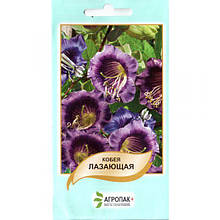 Насіння кобеї "Лазаюча", фіолетова (10 шт.) від Legutko, Польща