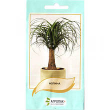 Нолина (5 насінин) від Legutko, Польща. Насіння