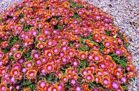 Делосперма Фаєр Спіннер \ Delosperma Fire Spinner ( саджанці ), фото 3