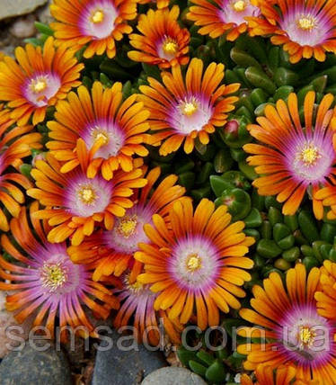Делосперма Фаєр Спіннер \ Delosperma Fire Spinner ( саджанці ), фото 1
