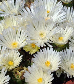 Делосперма Вайт Нуггет \ Delosperma White Nugget ( саджанці )