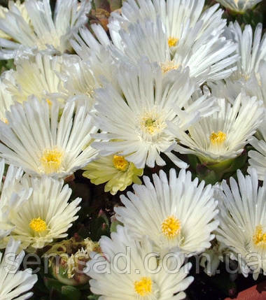 Делосперма Вайт Нуггет \ Delosperma White Nugget ( саджанці ), фото 1