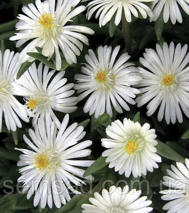 Делосперма Вайт Нуггет \ Delosperma White Nugget ( саджанці ), фото 3