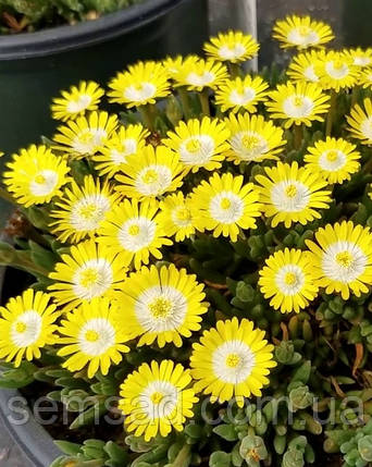 Делосперма Голд Нуггет \ Delosperma Gold Nugget ( саджанці ), фото 1