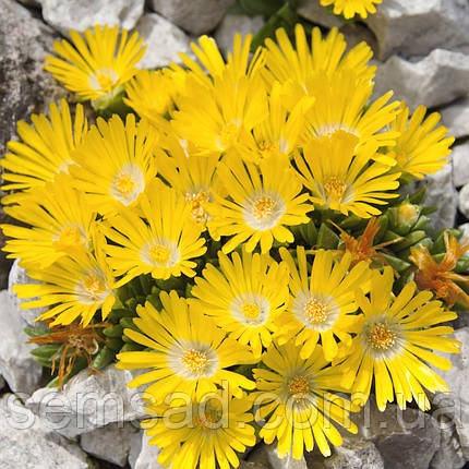 Делосперма Голд Нуггет \ Delosperma Gold Nugget ( саджанці ), фото 3