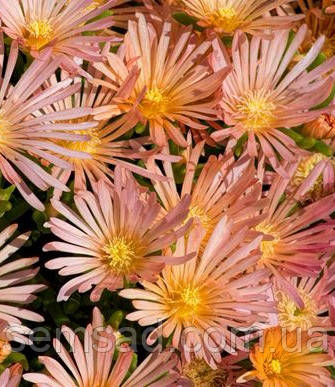 Делосперма Апрікот Каладайс \ Delosperma Apricot Caladais ( саджанці )