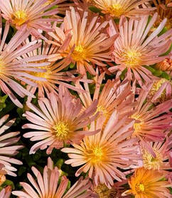 Делосперма Апрікот Каладайс \ Delosperma Apricot Caladais ( саджанці )