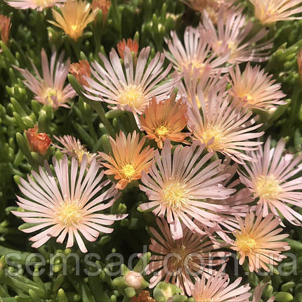 Делосперма Апрікот Каладайс \ Delosperma Apricot Caladais ( саджанці ), фото 3