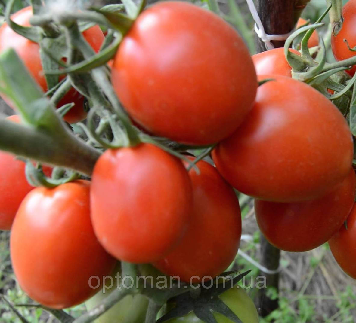 Семена томата Рио Гранде, 100 г - фото 2 - id-p1558549570