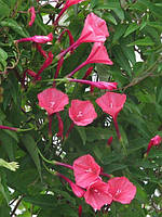 Насіння квітів Іпомея рожева, 50г