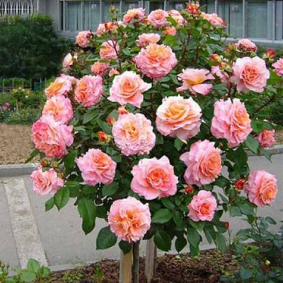 Троянда Августа Луїза (Augusta Luise) штамб Tantau, фото 1