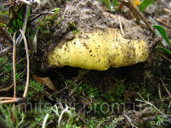 Мицелий (грибница) ЗЕЛЕНУШКИ маточный зерновой биологически высушеный - фото 2 - id-p1906910