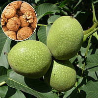 Саджанці Грецького горіха Туларе (Tulare) (3 річний) - ранній, великоплідний, врожайний