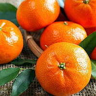 Саджанці мандарина Муркотт (Murcott) - солодкий, соковитий, урожайний
