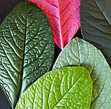 Молд "Лист універсальний" 15,5х9,5 см для паросткових квітів, фото 3