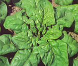 Монорес насіння шпинату, фото 2