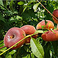 Саджанці персика інжирового Світ Ринг, фото 2