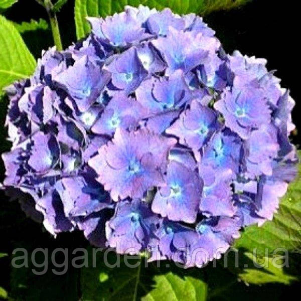 ГОРТЕНЗИЯ КРУПНОЛИСТНАЯ HAMBURG (САЖЕНЦЫ). — Купить Недорого на Bigl.ua ...