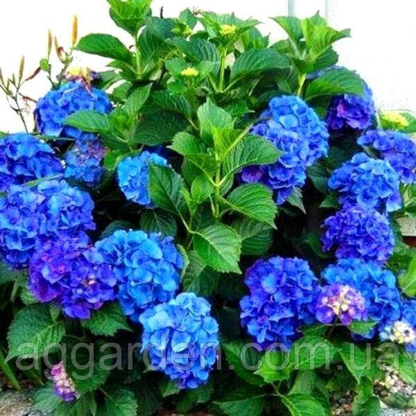ГОРТЕНЗИЯ КРУПНОЛИСТНАЯ NIKKO BLUE (САЖЕНЦЫ). — Купить Недорого на Bigl ...