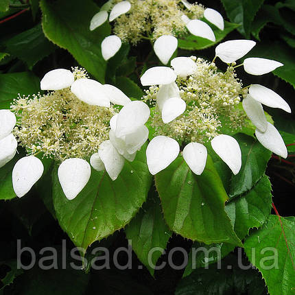 Схізофрагма гортензієподібна / С2 / Schizophragma hydrangeoides, фото 1