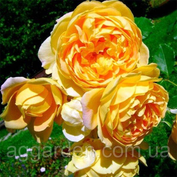 РОЗА GOLDEN CELEBRATION (САЖЕНЦЫ ЗКС). — Купить Недорого на Bigl.ua ...