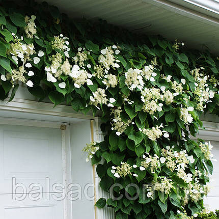 Схізофрагма гортензієподібна / С2 / Schizophragma hydrangeoides, фото 3