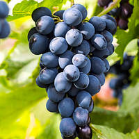 Саженцы Винограда Чёрная вишня - супер раннего срока, крупноплодный