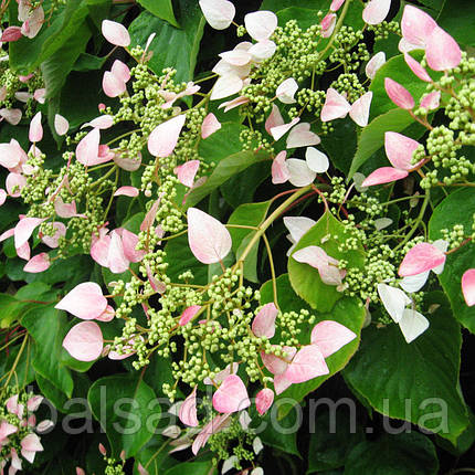 Гортензія плетиста Розеум / h 60-70 / Schizophragma Roseum, фото 3