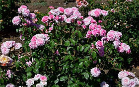 Троянда Росенінсель (Roseninsel) Флорибунда, фото 3
