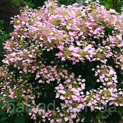 Гортензія плетиста Розеум / h 60-70 / Schizophragma Roseum, фото 4