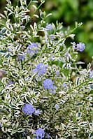 Цеанотус "Cool Blue". Ceanothus thyrsiflorus 'Cool Blue'