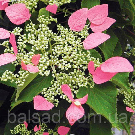 Гортензія плетиста Розеум / h 60-70 / Schizophragma Roseum, фото 1