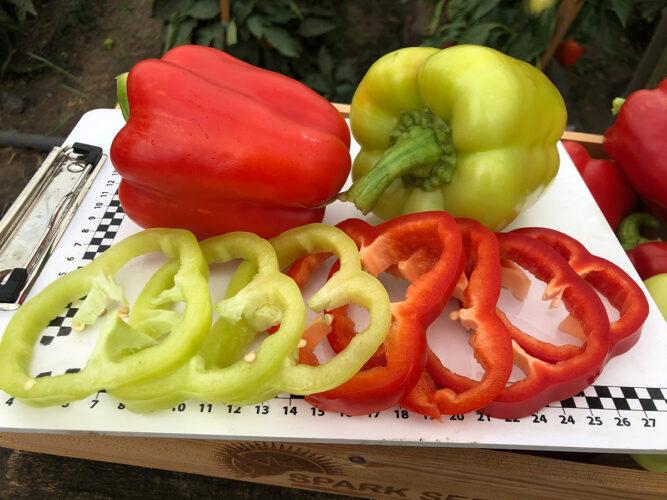 Насіння перцю солодкого Спліт F1 (ранній) кубічний (500 нас.) Lark Seeds